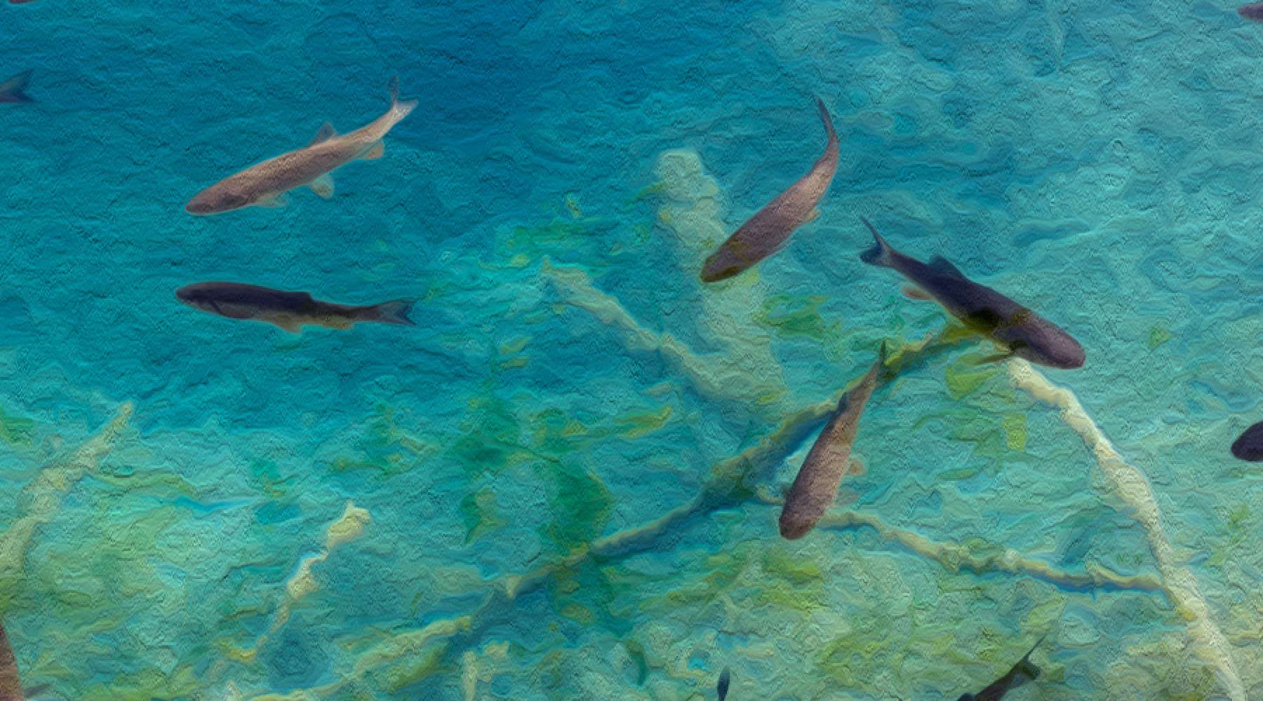 Fish swimming in the ocean