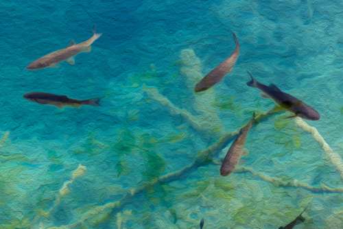 Fish swimming in the ocean